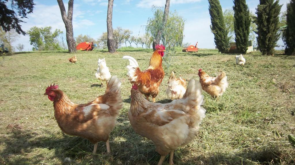 Pancole Casale In Maremma 아파트 외부 사진